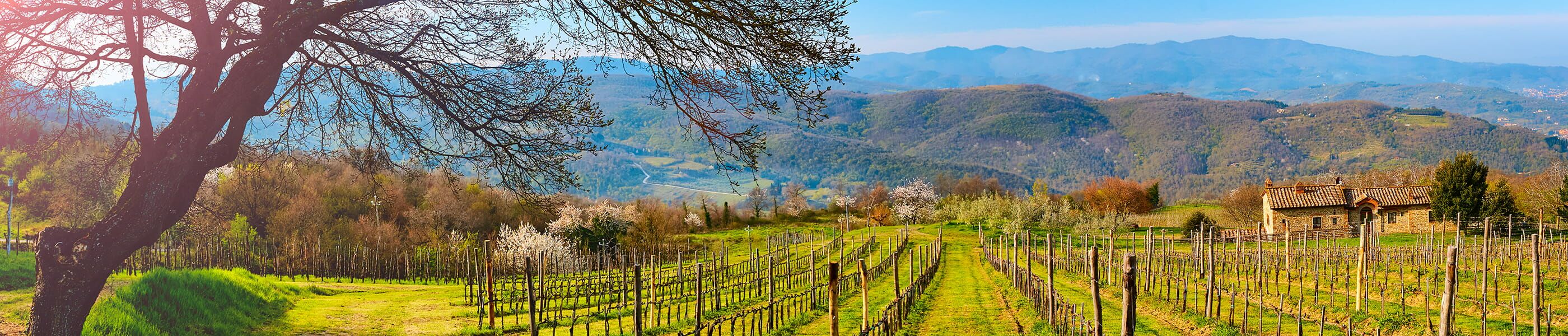 Grüne Weinberge und Hügellandschaft der Toskana in der Nähe von Talla im Casentino